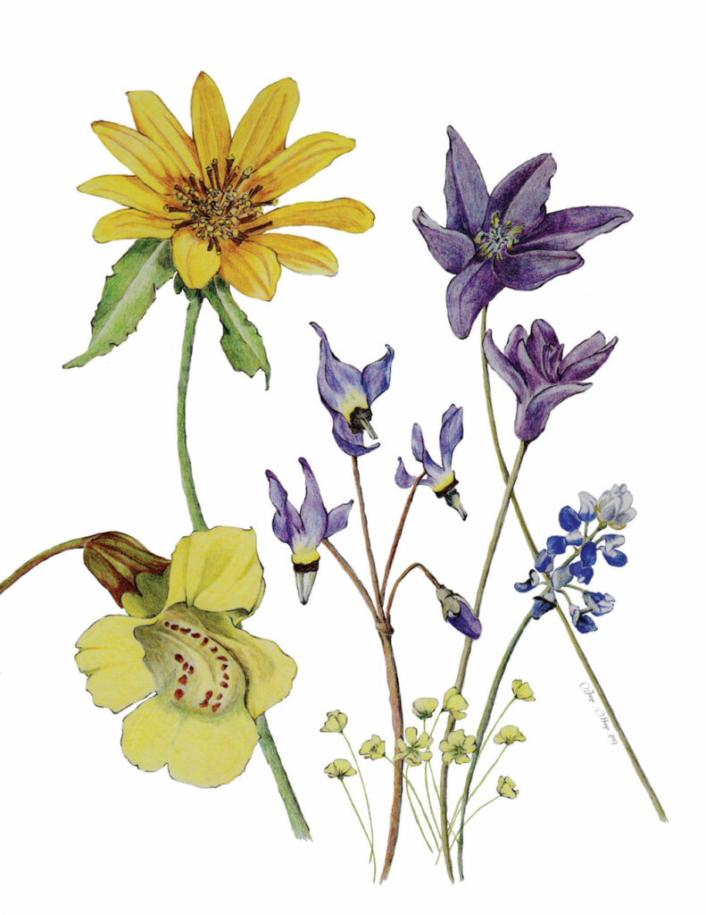 ca-wildflowers image
